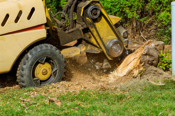 Best Tree Cutting Near Me  in Woodlake, VA